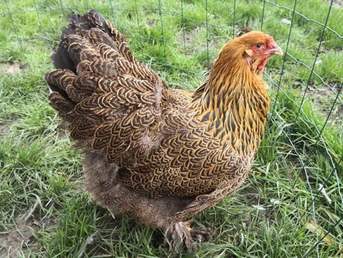Œufs Brahma perdrix maillé doré, Dieren en Toebehoren, Pluimvee, Kip