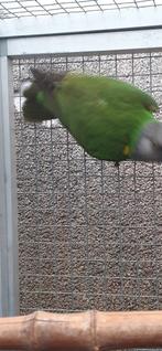 Mâle youyou du sénégal en âge de reproduire, Dieren en Toebehoren, Vogels | Parkieten en Papegaaien