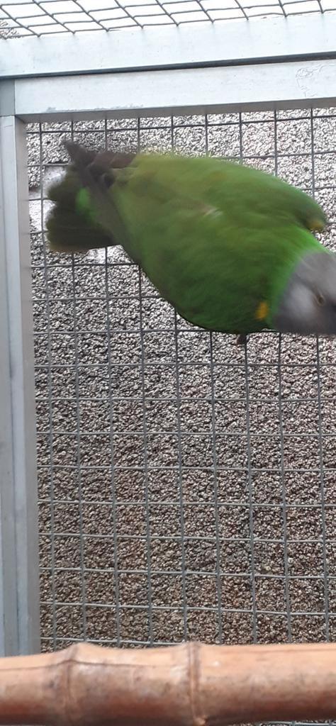 Mâle youyou du sénégal en âge de reproduire, Dieren en Toebehoren, Vogels | Parkieten en Papegaaien