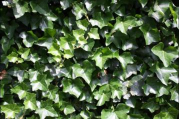 Lierre pour clôture ou couvre-sol beschikbaar voor biedingen