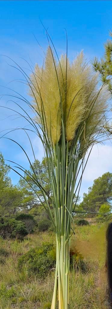 NATUURLIJKE PAMPASVEERSTELEN XXL, Huis en Inrichting, Woonaccessoires | Droogbloemen, Nieuw, Ophalen of Verzenden