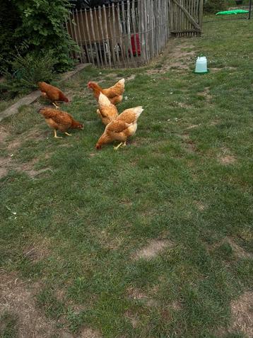 5 legkippen beschikbaar voor biedingen