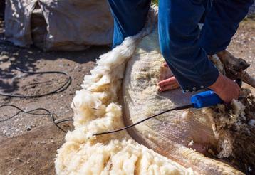schapen scheerder gezocht beschikbaar voor biedingen