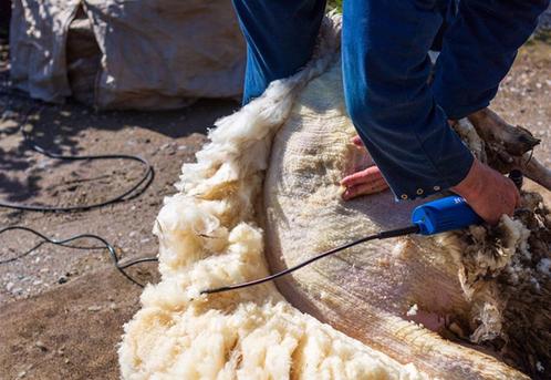 schapen scheerder gezocht, Dieren en Toebehoren, Schapen, Geiten en Varkens, Schaap, Geslacht onbekend