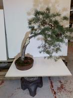 bonsai Pinus te koop, Tuin en Terras, Ophalen of Verzenden