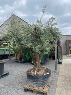 Olijfboom Tortuga XXL, Tuin en Terras, Planten | Bomen, Ophalen, Olijfboom, 250 tot 400 cm