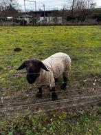 Dekram, Dieren en Toebehoren, Mannelijk, Schaap, 0 tot 2 jaar