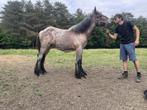 Trekpaard, Dieren en Toebehoren, Paarden, Gechipt, 0 tot 2 jaar