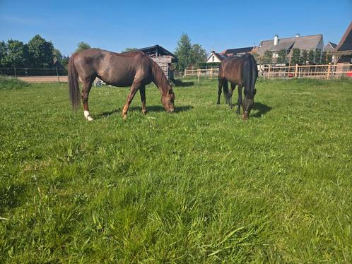 Halve Stal, Dieren en Toebehoren, Paarden, Dressuurpaard