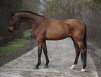 Chaccon Boy, Dieren en Toebehoren, Springpaard, M, Met stamboom, Hengst