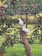 Witte duiven, Dieren en Toebehoren, Vogels | Overige Vogels