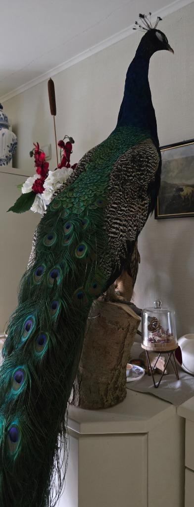 opgezette dieren en vogels: NIEUW, Verzamelen, Dierenverzamelingen, Nieuw, Opgezet dier, Boerderijdier, Ophalen of Verzenden