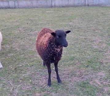 Ouessant ooi lam schaap beschikbaar voor biedingen