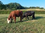 Stieren hereford angus raszuiver