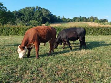 Stieren hereford angus raszuiver beschikbaar voor biedingen