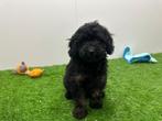 Cavapoo pups, Dieren en Toebehoren, Honden | Niet-rashonden, België, 8 tot 15 weken, CDV (hondenziekte), Meerdere