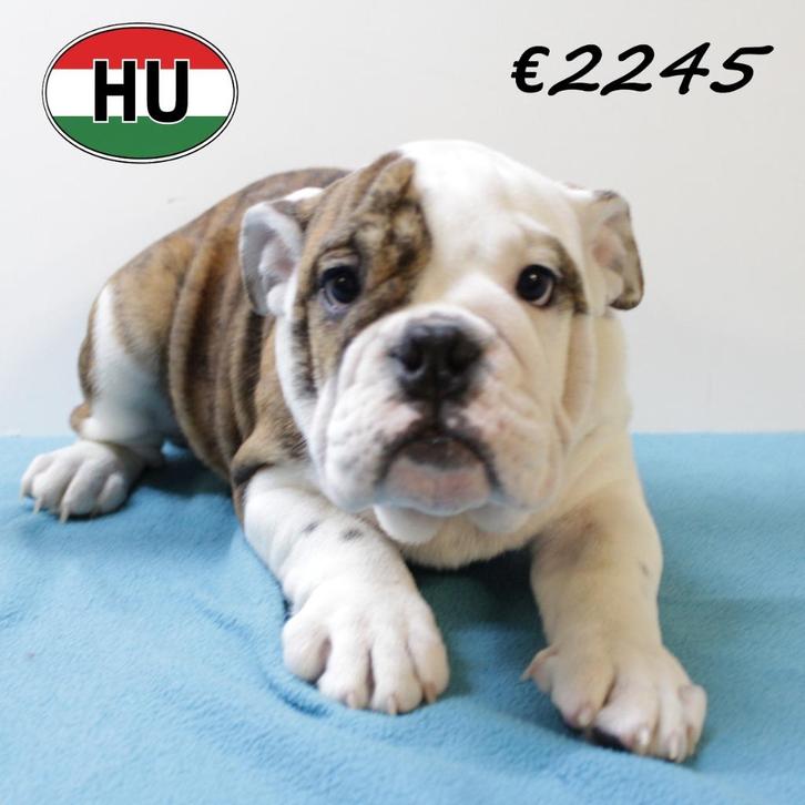 Engelse Bulldog (reutjes) pups te koop, Dieren en Toebehoren, Honden | Bulldogs, Pinschers en Molossers, Reu, Bulldog, Handelaar