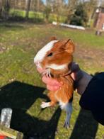 2 cavia broers, Janvier, Mâle, Cobaye