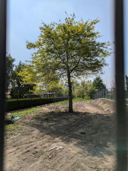 Te vellen boom - Gratis brandhout, Diversen, Overige Diversen, Ophalen