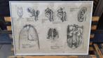 anatomische kaart 1957 SLAVKOVSKÝ, Antiek en Kunst, Kunst | Litho's en Zeefdrukken, Ophalen of Verzenden