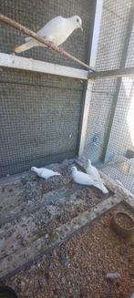 witte lachduiven, Dieren en Toebehoren, Vogels | Duiven, Geslacht onbekend, Overige soorten
