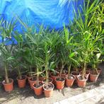 winterharde palmen, Tuin en Terras, Planten | Bomen, Minder dan 100 cm, Palmboom, Ophalen, Volle zon