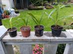 Palmboomplantjes, Tuin en Terras, In pot, Ophalen