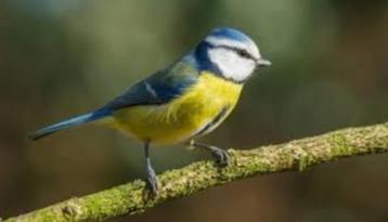 Divers recherchés/recherchés POUR EXPORTATION, Plusieurs animaux, Oiseau tropical, Domestique
