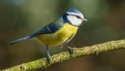 Gevraagd/ gezocht diversen VOOR EXPORT, Dieren en Toebehoren, Vogels | Overige Vogels, Tropenvogel, Meerdere dieren, Tam, Geringd