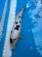 40 cm Utsuri koi, Dieren en Toebehoren, Vissen | Vijvervissen, Karper of Koi
