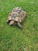 Griekse landschildpad man, Dieren en Toebehoren, Reptielen en Amfibieën, Schildpad, 11 jaar of ouder