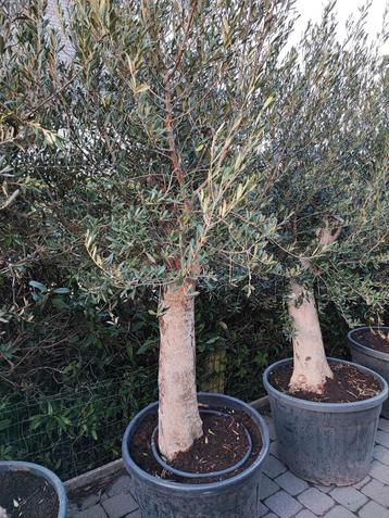 Olijfbomen Olea Europaea beschikbaar tijdens het Paasweekend