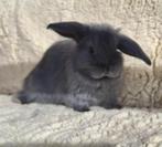 Mini lop, Dieren en Toebehoren