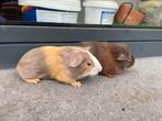 Jonge cavias, Cavia, Tam