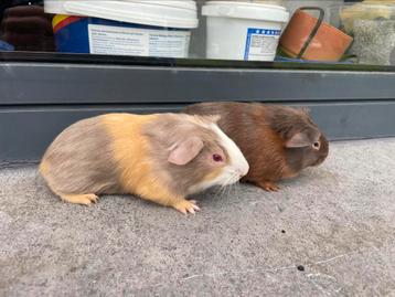 Jonge cavias, Dieren en Toebehoren, Knaagdieren, Cavia, Tam