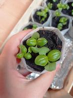 Basilicum Planten  | Kruiden, Tuin en Terras, Planten | Tuinplanten, Ophalen, Kruiden