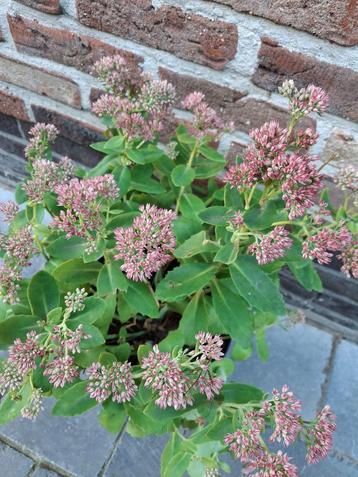 Roze hemelsleutel beschikbaar voor biedingen