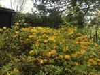 Pontische azalea - rhododendron - heesters - planten, Jardin & Terrasse, Plantes | Arbustes & Haies, Enlèvement, Rhododendron