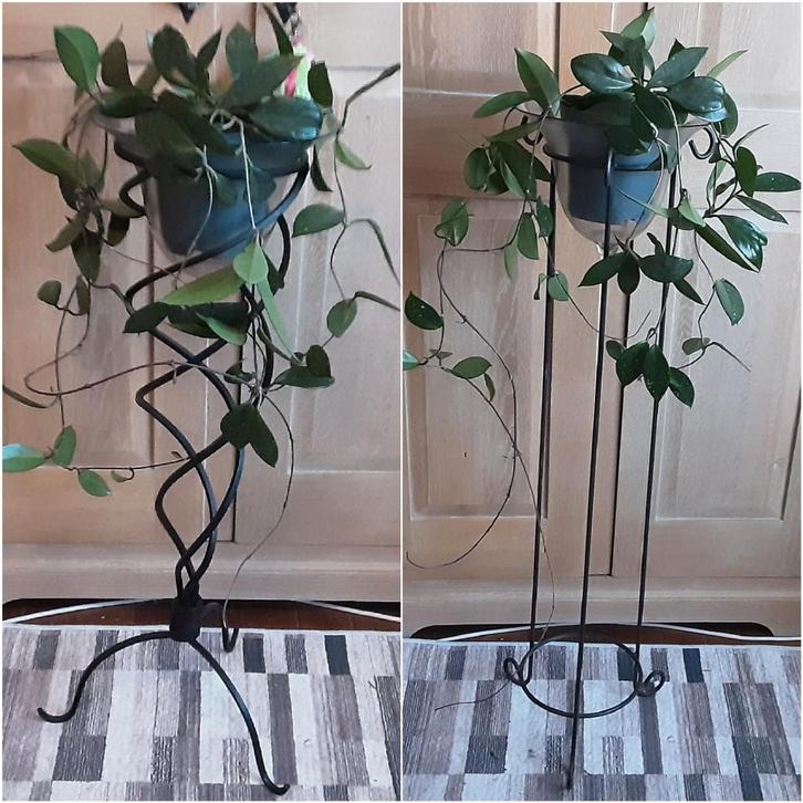 Prachtige klim- hangplant Wasbloem, Eventueel met staander, Huis en Inrichting, Kamerplanten, Bloeiende kamerplant, In pot, Ophalen of Verzenden