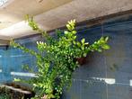 Ilex, Tuin en Terras, Planten | Struiken en Hagen, Ophalen