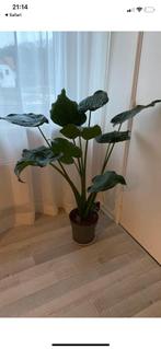 Grote Alocasia, Huis en Inrichting, Ophalen
