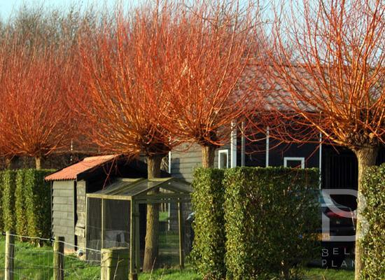 Wilgenpoten van 2 soorten wilgen, Tuin en Terras, Planten | Bomen, Ophalen