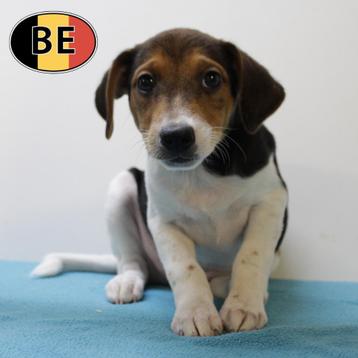 Adorables chiots Fox Belge à vendre, Commerçant, Autres races, 8 à 15 semaines, Plusieurs