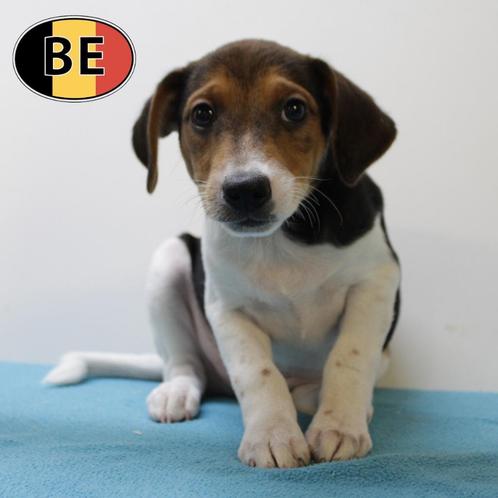 Schattige Belgische Fox pups te koop, Dieren en Toebehoren, Honden | Jack Russells en Terriërs, Meerdere dieren, Overige rassen