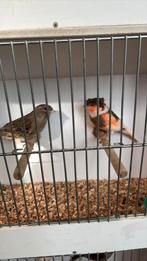 Canaris, Dieren en Toebehoren