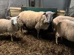 Grote bleu du main ram, Dieren en Toebehoren