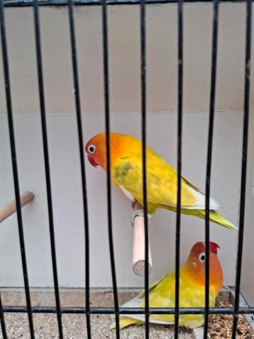 Agopornide, Dieren en Toebehoren