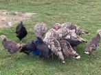 Australorp kippen, Dieren en Toebehoren, Pluimvee, Vrouwelijk, Kip