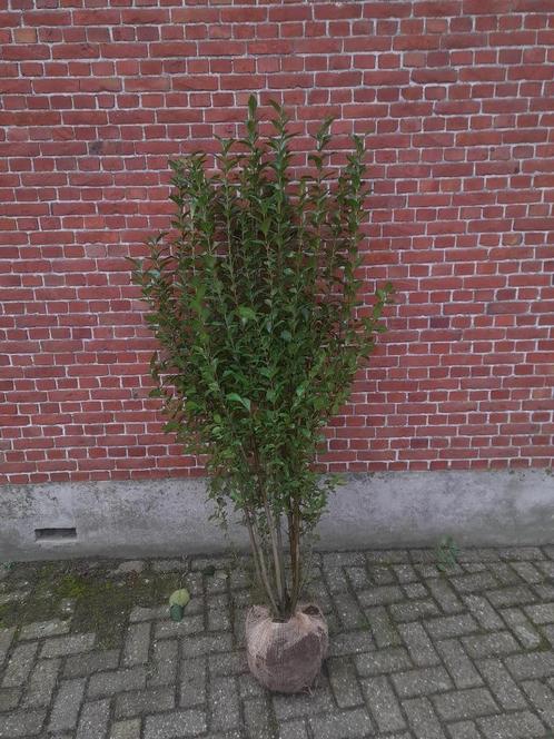 Ligustrum ovalifolium haagligustrum tot 225 cm, Jardin & Terrasse, Plantes | Arbustes & Haies, Troène, Enlèvement