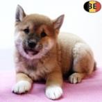 Shiba Inu - Élégants pups te koop, Dieren en Toebehoren, Honden | Poolhonden, Keeshonden en Oertypen, België, CDV (hondenziekte)